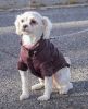 Lightweight Adjustable 'Sporty Avalanche' Pet Coat